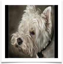CHARLIE - Des Hawley